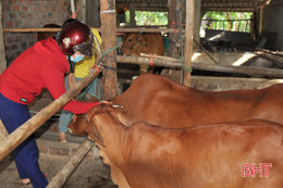 Hà Tĩnh đẩy nhanh tiêm phòng gia súc, gia cầm trên diện rộng