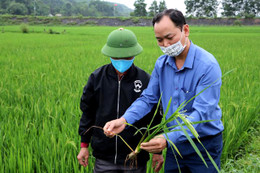 Nông dân Vũ Quang chủ động phòng trừ sâu hại vụ xuân