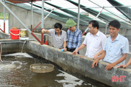 Nông dân Lộc Hà xây dựng 549 mô hình kinh tế cho thu nhập cao