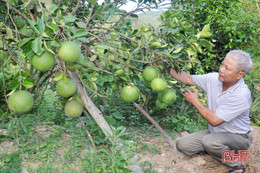 Làm vườn đa canh, lão nông "đút túi" hơn 250 triệu đồng mỗi năm