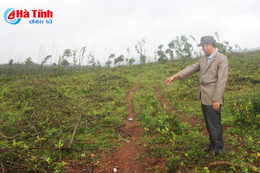 Hàng trăm lượt người dân ngang nhiên lấn chiếm đất Công ty Cao su Hà Tĩnh