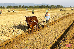 Nông dân vùng lũ Đức Thọ xuống đồng khôi phục sản xuất rau màu vụ đông