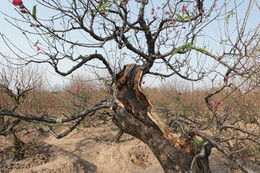 Ngắm cây đào cổ siêu đẹp, giá "trên trời" cũng không bán