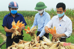 Nông dân Nghi Xuân bội thu ngô trên vùng đất hoang