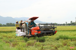 Đồng sạch sâu, đủ nước, nông dân Hà Tĩnh tin vào vụ hè thu thắng lợi toàn diện