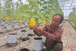 Dưa lê vàng Hàn Quốc kết trái trên vùng đất Nghi Xuân