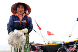 “Làng sứa lá dung” miền biển Hà Tĩnh rộn ràng vào mùa