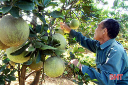 "Ông mối" bưởi Diễn trên đất thị xã phía Nam Hà Tĩnh