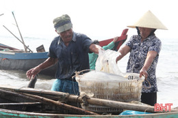 "Trúng" sứa cuối mùa, ngư dân thu tiền triệu mỗi ngày