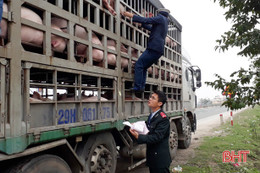 Ráo riết phòng ngừa dịch tả lợn châu Phi, nông dân Hà Tĩnh ngừng tăng đàn