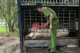 Cảnh sát Môi trường Hà Tĩnh kịp ngăn vụ chở lợn chết vào lò mổ