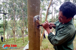 10 năm “bén duyên”, Cao su Hương Khê bắt đầu đón “vàng trắng”