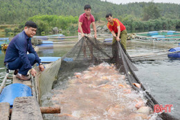 Người nuôi cá lồng bè Kỳ Anh chờ… “hốt bạc” vụ tết