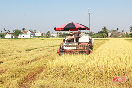 Năng suất bình quân hơn 61 tạ/ha, nông dân Can Lộc gặt mùa vàng