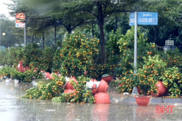 Không khí lạnh gây mưa lớn gió mạnh, nhiều tiểu thương bán cây cảnh tết bị ảnh hưởng