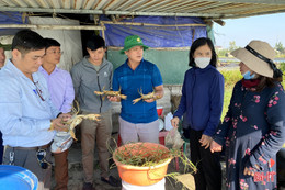 Nuôi cua thâm canh, nông dân Hà Tĩnh thu lãi hàng trăm triệu đồng