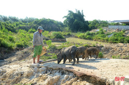 9X Nghi Xuân khai hoang đất đồi nuôi hàng trăm con lợn rừng