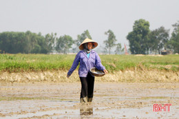 Hà Tĩnh: Vẫn còn 7 địa phương chưa hoàn thành xuống giống lúa hè thu