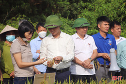 Thí điểm thành công mô hình sản xuất lúa hữu cơ DT39 tại Vũ Quang