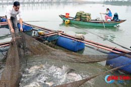 Hơn 10 ngàn con cá chẽm "đợi" Tết, dân nuôi lồng bè tính thu lợi lớn