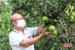 Tìm đầu ra cho gần 30.000 tấn cam Vũ Quang giữa mùa dịch COVID-19