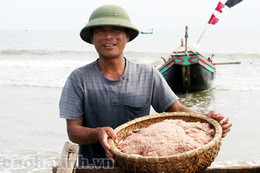 Nhộn nhịp mùa ruốc biển...