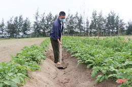 Nông dân Thạch Hà hứng khởi ra đồng đầu năm mới