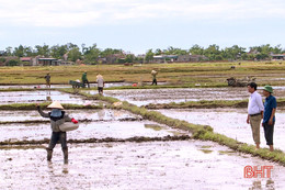 Nông dân Kỳ Anh nhanh tay hoàn thành gieo cấy lúa hè thu