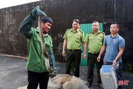 Bàn giao 4 cá thể trăn đất, khỉ đuôi lợn cho Vườn Quốc gia Vũ Quang