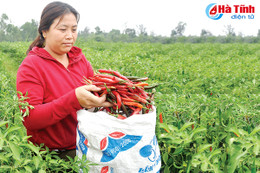 Trồng ớt liên kết không thành, nông dân Hà Tĩnh “nếm dư vị… cay”