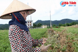 “Vựa lạc” Hương Sơn mất mùa