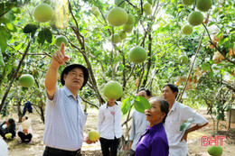 Bưởi được mùa, dân Hương Trạch ước thu hàng chục tỷ đồng