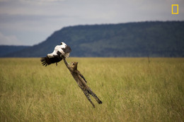 Thiên nhiên ấn tượng trên ảnh dự thi của National Geographic