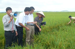 Giống lúa ngắn ngày - Cứu tinh của vụ hè thu