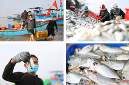 “Săn” cá ghé, ngư dân Kỳ Ninh thu lợi lớn