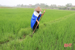 Mưa rào đến sớm, lúa xuân Hà Tĩnh “phất cờ mà lên”