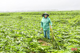 250 ha cây trồng vụ đông ở Đức Thọ có nguy cơ mất trắng do mưa lớn