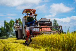 Cánh đồng lúa An Giang vào mùa gặt