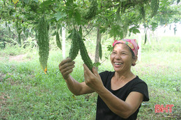 Mướp đắng được giá, nông dân Cẩm Xuyên luân canh tăng vụ