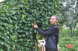 “Vua khoai mài” vùng sơn cước Hà Tĩnh