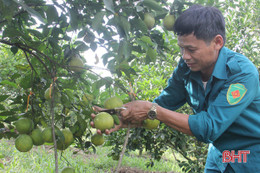 Cây đủ chất, quả trĩu cành!