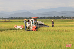 2 ngày nắng, nông dân Hà Tĩnh thu hoạch hơn 5.200 ha lúa hè thu