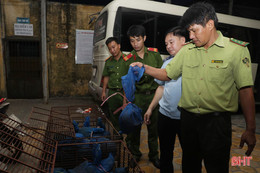 Bắt 2 đối tượng vận chuyển động vật nguy cơ tuyệt chủng qua Cửa khẩu Cầu Treo