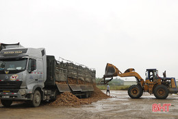 “Đói” nguyên liệu sản xuất, Nhà máy tinh bột sắn Hà Tĩnh lao đao