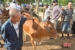 Về chợ Nhe, đi chợ phiên trâu, bò