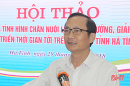 Người chăn nuôi Hà Tĩnh cần thận trọng, không nên tái đàn ồ ạt