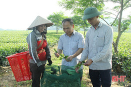 Vị giám đốc dày công vun đắp màu xanh cho vùng chè Hương Sơn