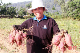 Thu hàng trăm triệu đồng từ trồng khoai lang đỏ