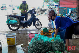 Giá ngao tăng, vựa ngao Mai Phụ phấn khởi bước vào vụ thu hoạch