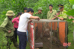 Kiểm lâm huyện Kỳ Anh thả 4 cá thể động vật hoang dã về rừng